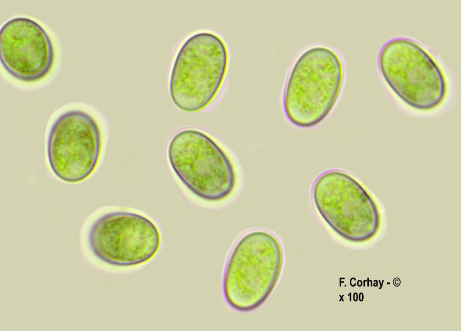 Pilobolus kleinii